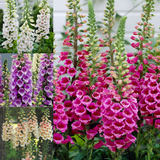 Digitalis Dalmatian Collection