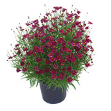 Coreopsis Twinklebells Purple