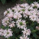 Monarda Flare Collection