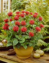 Monarda Flare Collection