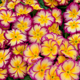 Primula Alaska Tequilla Sunrise