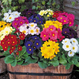 132 Poly/Pansy Collection
