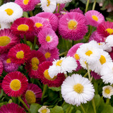 Bellis Daisy Mix