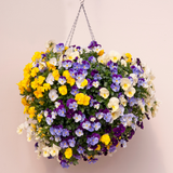 Pansy Cool Wave Mix