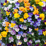 Viola Teardrops Mix
