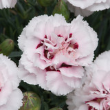 Dianthus Hardy Pinks Collection
