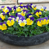 Pansy Matrix Mix Morpheus