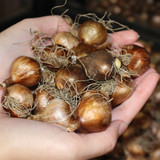 Narcissus Thalia and Stint Collection