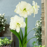 3 Double flowered Amaryllis Collection