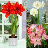 3 Double flowered Amaryllis Collection