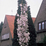 Prunus Amanogawa 3L