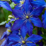 Clematis Rhapsody