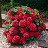Hydrangea macrophylla Red Prince (9cm Pot)
