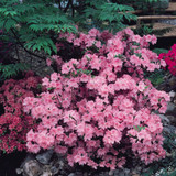 Azalea japonica Pink (C2)