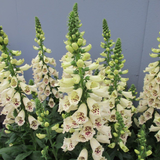 Digitalis purpurea Camelot Cream