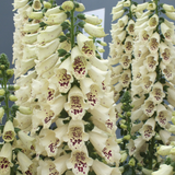 Digitalis purpurea Camelot Cream