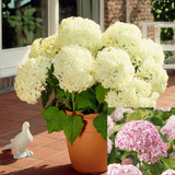 Hydrangea a. Annabelle Collection