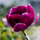 Magnolia Black Tulip