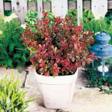 Berberis Admiration