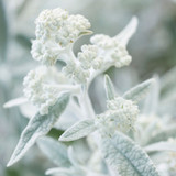 Buddleja Silver Anniversary
