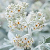 Buddleja Silver Anniversary