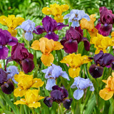 Iris pumila 'Azurea'