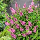 Buddleja davidii Butterfly Candy Little 'Bubblegum' (pink)