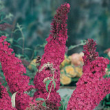 Buddleja davidii Royal Red