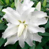 Lilium My Wedding