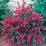 Cytisus boskoopii Boskoop Ruby (2 Litre Pot)