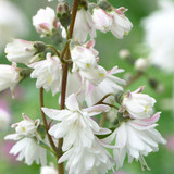 Deutzia crenata Pride of Rochester