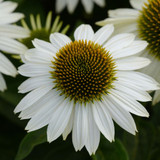 Echinacea purpurea Collection (7cm Pot)