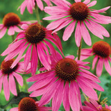 Echinacea purpurea Collection (7cm Pot)