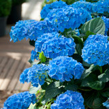 Hydrangea macrophylla Prince Collection