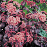 Sedum Purple Emperor (Loose)