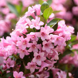 Weigela Collection (2 Litre Pot)