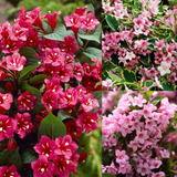 Weigela Collection (2 Litre Pot)