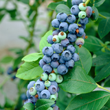 Blueberry All season Collection P9