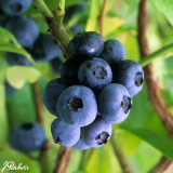 Blueberry All season Collection P9