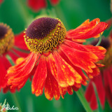 Helenium 'Moerheim Beauty'