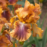 Iris germanica 'Collection C' x 6 (Bearded Iris)