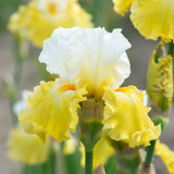 Iris germanica 'Collection C' x 6 (Bearded Iris)