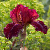 Iris germanica 'Collection C' x 6 (Bearded Iris)