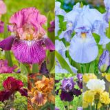 Iris germanica 'Collection C' x 6 (Bearded Iris)