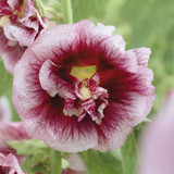 Alcea r. Unusual Collection