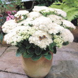 Sedum Flower Show Collection