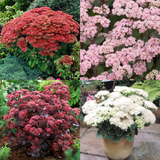 Sedum Flower Show Collection