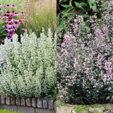 Calamintha Nepeta collection
