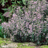 Calamintha Nepeta collection