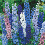 Delphinium Pacific Giant Mix (7cm Potted)